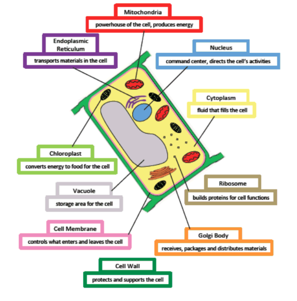 File:Plant cell.png - Free Knowledge Base- The DUCK Project ...